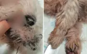 Resgate de cachorro com tumores gera impasse entre protetores e polícia em Ribeirão