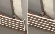 Resgate de cachorro por maus-tratos gera impasse entre protetores e polícia em Ribeirão Preto