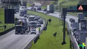 Resgate de dois cavalos interdita Anel Viário em Campinas por 35 min