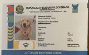 RG Pet: cadastro nacional com QR Code ajuda a localizar animais perdidos