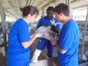 RJ promove treinamento em emergência sanitária avícola em Teresópolis