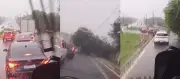 Árvore de 15 metros cai em avenida de Belém durante chuva