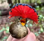 Saber indígena e ciência revelam biodiversidade na Amazônia