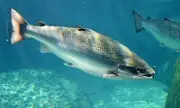 Salmão-do-Atlântico: a épica jornada de 8 mil km do Rio Reno ao oceano