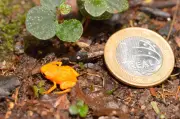 Sapinho-pingo-de-ouro: surdo e de 1 cm é monitorado no ES