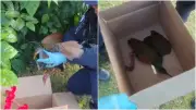 Saracura ferida é resgatada pela Guarda Municipal em praça de Fortaleza