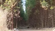 Segundo corpo é encontrado na Serra, ES, em dois dias