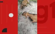Seis cabras prenhas morrem após ataque de cães em Serrinha