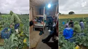 Seis indígenas são resgatados de trabalho escravo em lavoura no RS