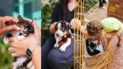 Selo 'Amigo dos Pets' em Uberlândia reconhece doações para proteção animal