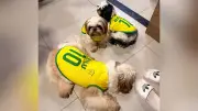 Shih tzu gigante Bilu encanta com look da Copa em MG