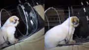 Shih Tzu é resgatado após ficar preso em cerca elétrica no Ceará