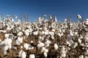 SLC Agrícola adquire Bloco Mato Grosso do Grupo Radar por R$ 1,85 bi