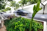 São Paulo cria Programa Vagas Verdes para reduzir ilhas de calor