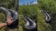 Sucuri de mais de 5 metros reaparece em Lagoa da Prata e viraliza