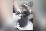 Surto de tuberculose fecha centro do Ibama no Rio