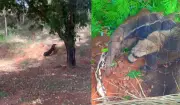 Tamanduá-bandeira invade balneário e é resgatado em Panorama