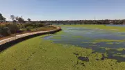 Tapete verde de plantas aquáticas toma conta do Lago Paranoá em Brasília
