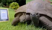 Tartaruga de 194 anos é homenageada como Ícone do Guinness