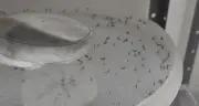 Tecnologia que esteriliza Aedes aegypti será testada no Amapá