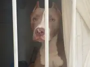 TJSC derruba proibição de criação e venda de pitbulls em SC