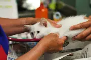 Tosse em gatos: alerta que muitos confundem com bola de pelos