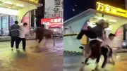 Touro foge de mercado na China, ataca pedestres e é abatido pela polícia