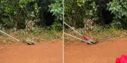 Trabalhador encontra serpente de 2 metros em bota em Minas Gerais