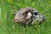 Trabalhador perde parte do dedo ao dar água a lagarto teiú