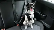 Transporte seguro de pets: regras, riscos e cuidados essenciais