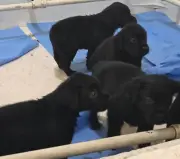 Treinamento dos 20 filhotes do Batalhão de Cães do RJ