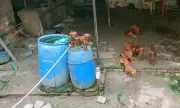 Treze cachorros resgatados em condições precárias em Feira de Santana