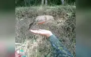 Três aves silvestres resgatadas em cativeiro são soltas em Ribeirão Grande