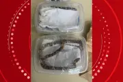 Três cobras vivas são encontradas em encomendas nos Correios de Cambé