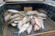Três homens multados em R$ 5,7 mil por pesca ilegal em Lucélia