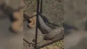 Três jiboias capturadas em terreno no interior de MG