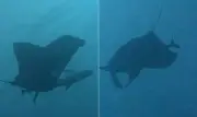 Tubarões usam raias-manta como 'coçadores' para remover parasitas no México
