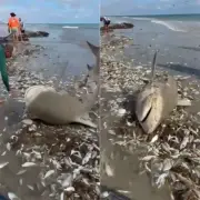 Tubarão é capturado acidentalmente por pescadores em Galinhos, no RN