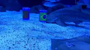 Tubarão do AquaRio 'prevê' vitória do Brasil sobre Marrocos na Copa do Mundo