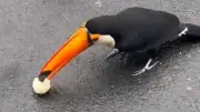 Tucano é filmado comendo pão e bolacha; veterinário alerta para riscos