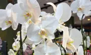 Tulipas, lírios e orquídeas ganham espaço no Dia dos Namorados em Manaus