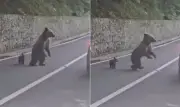 Turista atacado por ursa ao alimentar filhote na Romênia