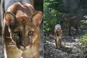Turista encontra duas onças-pardas em parque de SP