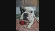 Tutor de cão baleado por PM presta depoimento e classifica caso como barbárie