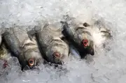 UE avalia retomada de exportações de pescados brasileiros após 8 anos