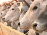 UE proíbe importação de carne brasileira por uso excessivo de antibióticos