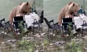 Urso-pardo invade piquenique na Turquia e come alimentos de visitantes