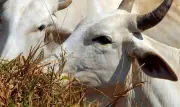 USDA confirma berne-do-novo-mundo no Texas após 60 anos; mercado reage