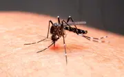Vale do Paraíba atinge 13 mortes por dengue em 2026