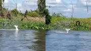 Vídeo: boto joga peixe-elétrico para fora da água em rio de RO